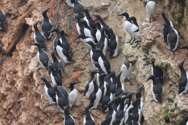 A large group of a densely packed bird colony of guillemots (Uria aalge) sits on a red sandstone rock cliff in a natural setting on the guillemot cliff of Helgoland Island, Helgoland, Schleswig-Holstein, Germany