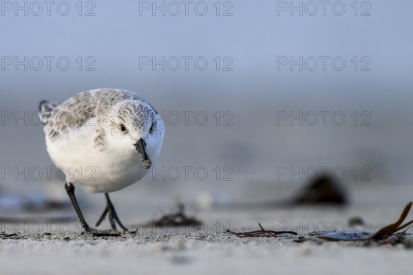 Sanderling (Calidris alba) on a sandy beach looking for food among mussels, seaweed and other washed-up debris, Heligoland, Schleswig-Holstein, Germany