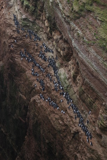 A large group of a densely packed bird colony of guillemots (Uria aalge) sits on a red sandstone rock cliff in a natural setting on the guillemot cliff of Helgoland Island, Helgoland, Schleswig-Holstein, Germany