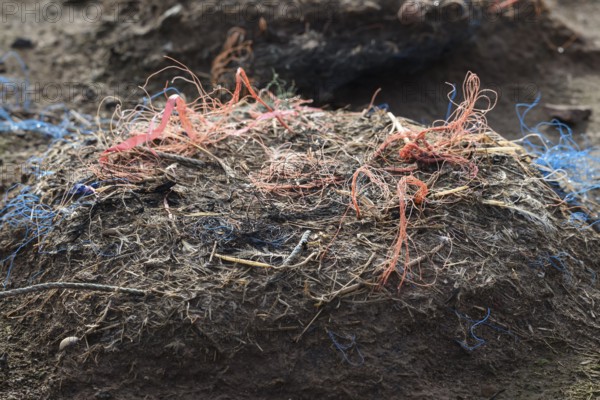 An abandoned nest of a gannet (Sula bassana) made of different materials with a lot of plastic waste from old fishing nets in an earthy environment, Helgoland, Schleswig-Holstein, Germany