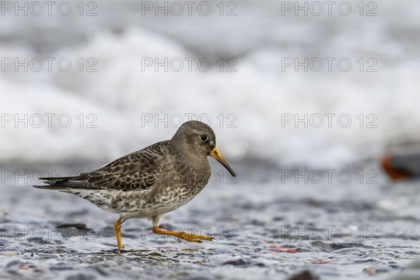 A common sandpiper (Calidris maritima) stands in shallow water surrounded by hectic wave foam, Helgoland, Schleswig-Holstein, Germany
