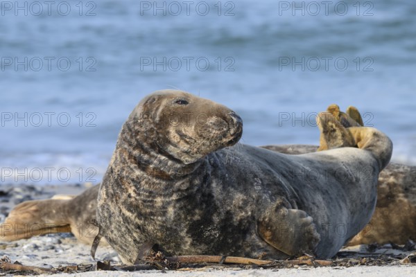A grey seal (Halichoerus grypus) rests relaxed on the beach, with the background of the calm sea, Heligoland, Schleswig-Holstein, Germany