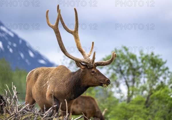 Wapiti (Cervus canadensis), Alaska, USA