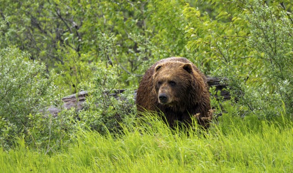 Brown bear (Ursus arctos) in the grass in spring, Alaska, USA