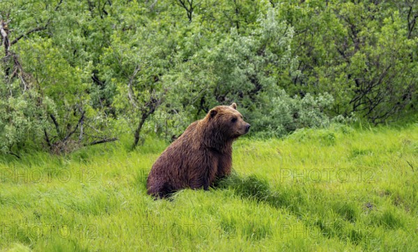 Brown bear (Ursus arctos) sitting in the grass in spring, Alaska, USA