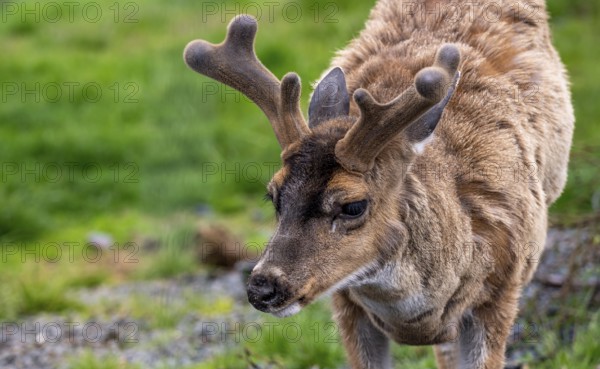 Sita deer (Odocoileus hemionus sitkensis), in spring, animal portrait, Alaska