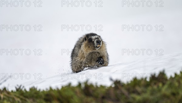 Hoary marmot (Marmota caligata) walking on snow in spring, Alaska, USA