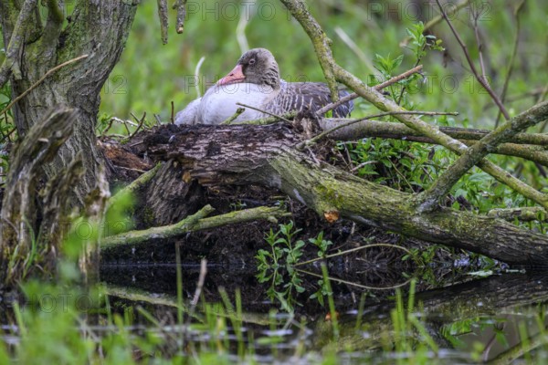 A greylag goose (Anser anser) sits in its nest surrounded by branches and lush greenery in a damp forest, Dümmer nature park Park, Lower Saxony, Germany