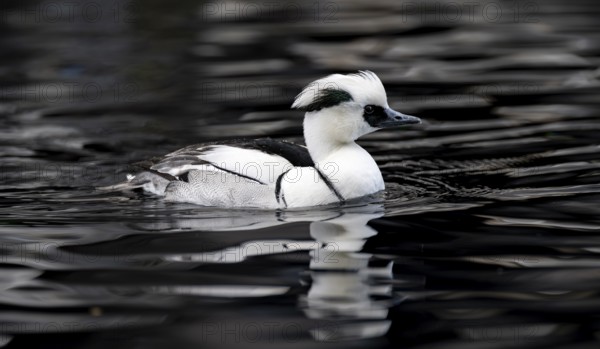Red-breasted Merganser (Mergellus albellus), swimming in the water, Alaska, USA