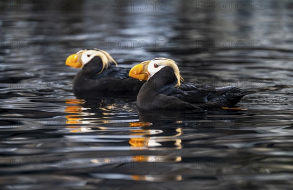Yellow-crested Puffin (Fratercula cirrhata), two birds swimming in the water, Alaska, USA