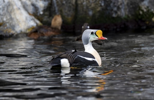 Common Eider (Somateria spectabilis), male swimming in the water, Alaska, USA