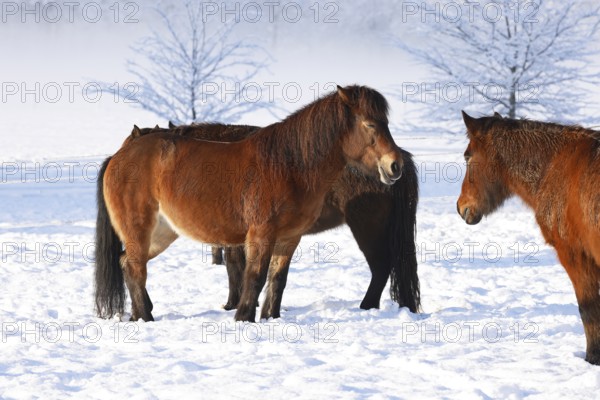 Icelandic horses (Equus islandicus) standing relaxed in winter on a meadow covered with snow, Schleswig-Holstein, Germany