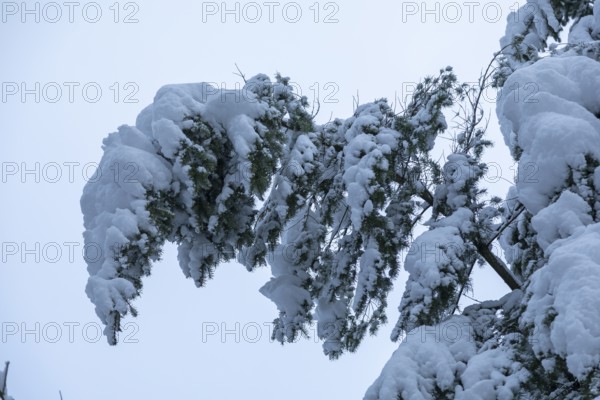 Snowy tree, snow, winter, Sieversen, Samtgemeinde Rosengarten, Lower Saxony, Germany