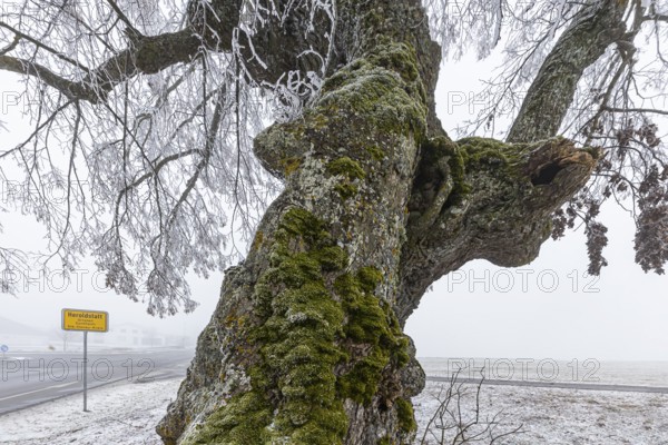A distinctive linden tree with hoarfrost in the Swabian Jura. The Lindele natural monument in winter in Heroldstatt, Baden-Württemberg, Germany
