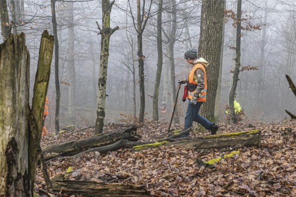 Driven hunting in Schönbuch. In autumn, hunters go hunting for wild boar and deer. Drivers in safety vests drive game through the forest. Böblingen, Baden-Württemberg, Germany
