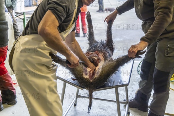 Driven hunting in Schönbuch. In autumn, hunters go hunting for wild boar and deer. After the hunt is over, the killed animals are broken up in a fair manner and the insides are removed. Böblingen, Baden-Württemberg, Germany