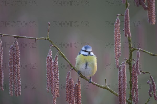 A blue tit (Cyanistes caeruleus) sits on a branch of a hazel tree (Corylus avellana) surrounded by catkins in the soft light of a spring morning, Melle, Lower Saxony, Germany
