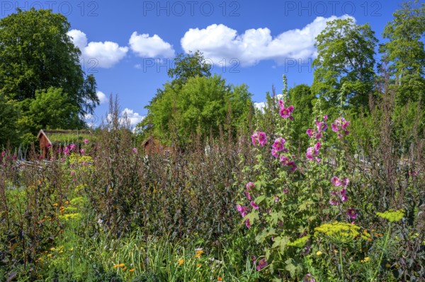 A picturesque garden with flowers and a rural house in the background, the colorful cottage garden vegetable garden of the famous botanist and taxonomist Carl von Linne with a rustic wooden fence under a blue sky, Linnes Rashult, Rashult, Diö, Kronobergs län, Sweden