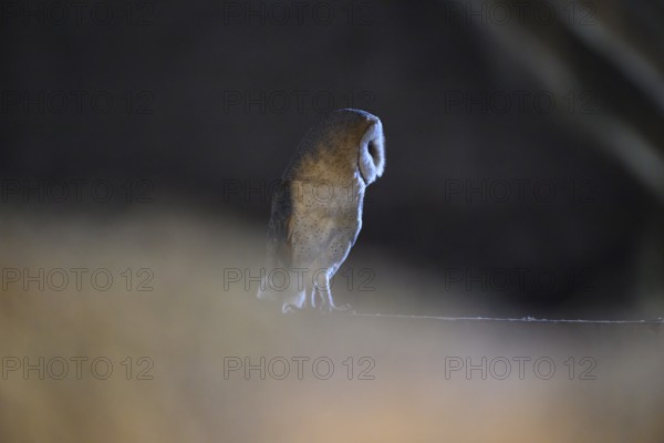 A barn owl (Tyto alba) sits in a dark environment and radiates a mysterious atmosphere, East Westphalia, North Rhine-Westphalia, Germany
