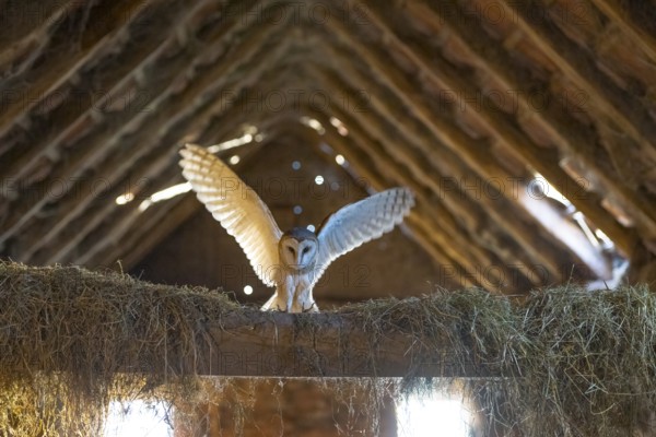 A barn owl (Tyto alba) lands with outstretched wings in the loft of an old barn surrounded by hay in a rustic, wood-lined attic, East Westphalia, North Rhine-Westphalia, Germany