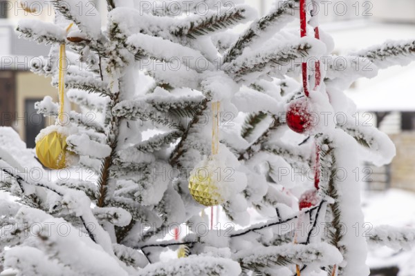 Christmas tree in the snow. The decorative glass balls are covered with hoarfrost. Westerheim, Baden-Württemberg, Germany