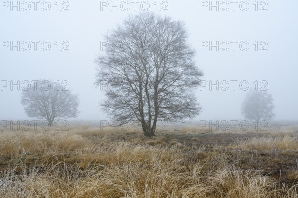 Birches in winter Rehdener Geestmoor in fog, Diepholzer Moorniederung, Rehden, Lower Saxony, Germany