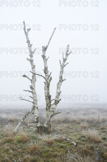 Birches in winter Rehdener Geestmoor in fog, Diepholzer Moorniederung, Rehden, Lower Saxony, Germany