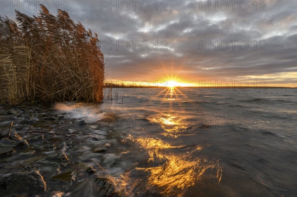 Sunrise with reeds in morning light at Dümmer See, Lower Saxony, Lembruch, Lower Saxony, Germany