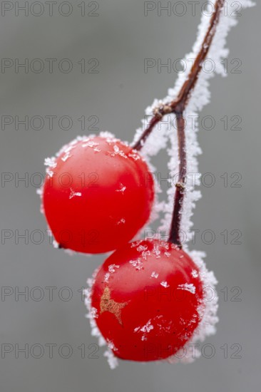 Hoarfrost on the fruit of the Guelder rose (Viburnum opulus), Oldenburger Münsterland, Vechta, Lower Saxony, Germany