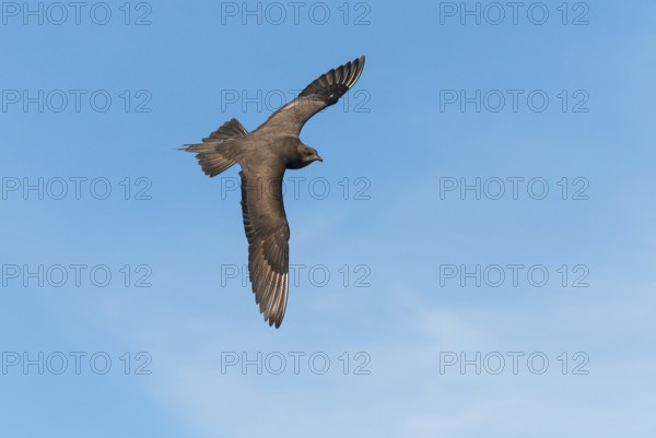Parasitic skua (Stercorarius parasiticus), Lauvsnes, Nord-Trondelag, Norway