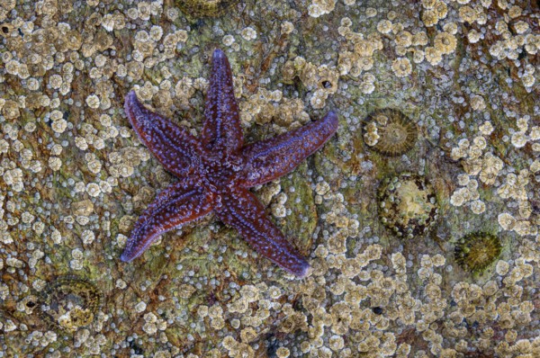 Starfish on a rock, Lauvsnes, Nord-Trøndelag, Norway