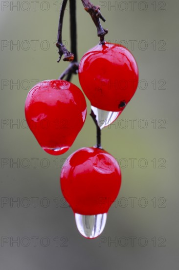 Water droplets on the fruit of the Guelder rose (Viburnum opulus Oldenburger Münsterland, Vechta, Lower Saxony, Germany