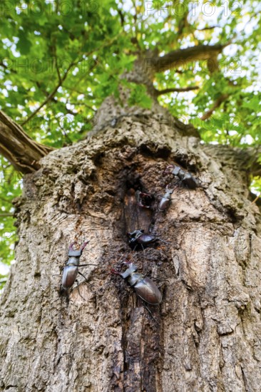 Several black stag beetles (Lucanus cervus) sucking sugary plant sap at a so-called leak site on a pedunculate oak (Quercus robur), Damme, Dammer Berge, Südoldenburger Land, Lower Saxony, Germany