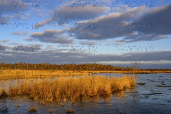 Wide, wintry Goldenstedt moor with pipe grass in the evening light, Goldenstedt, Lower Saxony, Germany