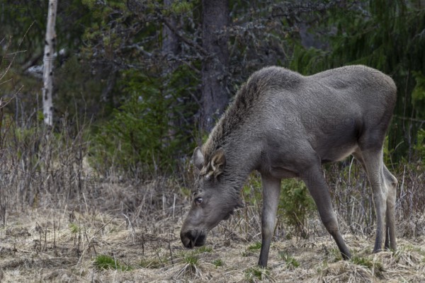 The one-year-old moose calf (Alces alces) usually stays with the mother for a year and is expelled shortly in front of the birth of the new offspring, May, Sweden