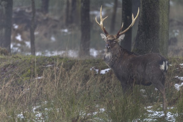 Sika deer (Cervus nippon) standing securely at the edge of the forest, subspecies Manchurian sika deer, winter, cold, frost, Germany