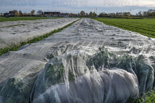 Early vegetables covered with foil in Knoblauchsland, largest contiguous vegetable growing region in Germany, Nuremberg, Middle Franconia, Bavaria, Germany