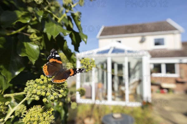 Red admiral butterfly (Vanessa atalanta) adult insect feeding on Ivy flowers in a garden with a house in the background in summer, England, United Kingdom