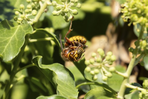 European hornet (Vespa crabro) adult insect eating an Ivy bee in a hedgerow in summer, England, United Kingdom