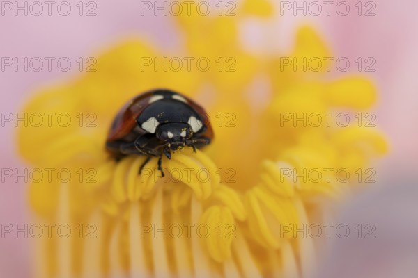 Seven-spot ladybird or ladybug (Coccinella septempunctata) adult insect on a garden Camellia flower in springtime, England, United Kingdom
