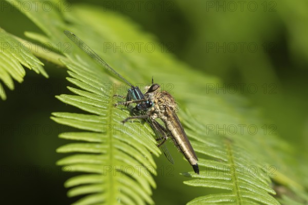 Kite-tailed robberfly (Machimus atricapillus) adult insect eating a damselfly on a fern leaf in summer, England, United Kingdom