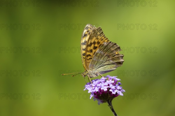 Silver-washed fritillary butterfly (Argynnis paphia) adult insect feeding on a garden Verbena bonariensis flower in summer, England, United Kingdom