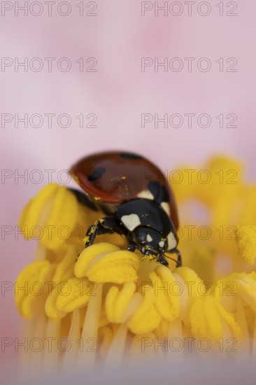 Seven-spot ladybird or ladybug (Coccinella septempunctata) adult insect on a garden Camellia flower in springtime, England, United Kingdom