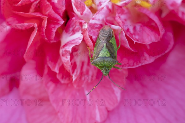 Hawthorn shieldbug (Acanthosoma haemorrhoidale) adult insect on a garden Camellia flower in springtime, England, United Kingdom