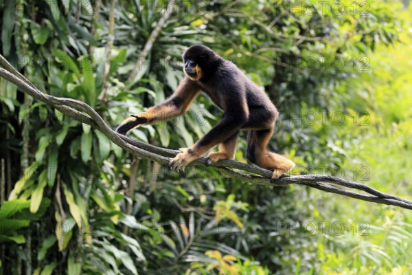 Southern yellow-cheeked gibbon (Nomascus gabriellae), adult, male, climbing, on tree, Southeast Asia
