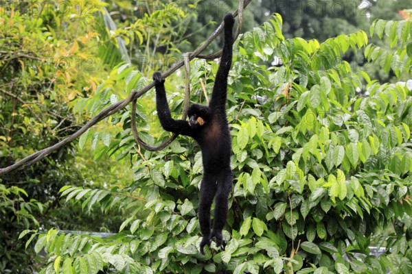 Southern yellow-cheeked gibbon (Nomascus gabriellae), adult, male, climbing, swinging, on tree, Southeast Asia