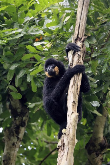 Southern yellow-cheeked gibbon (Nomascus gabriellae), adult, male, sitting, on tree, alert, Southeast Asia