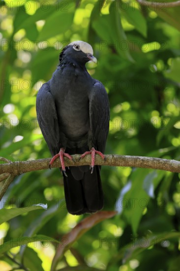 White-headed Pigeon (Patagioenas leucocephala), adult, on wait, on tree, alert, Caribbean, Central America