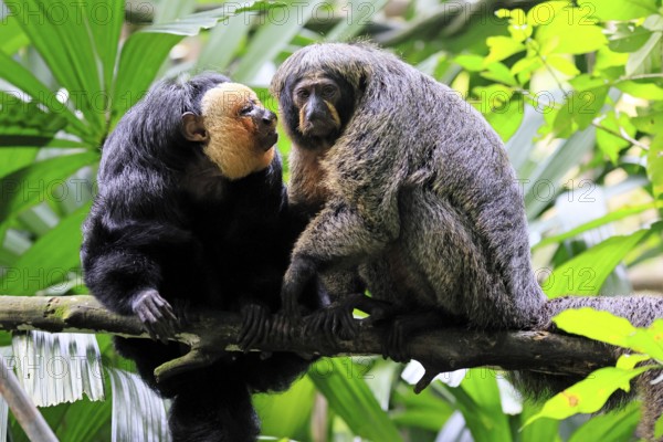 White-headed Saki (Pithecia pithecia), adult, on tree, pair, male, female, social behaviour, South America