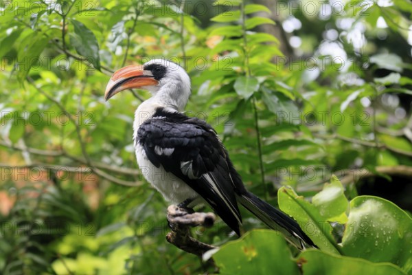 Von der Decken-Hornbill (Tockus deckeni), adult, male, on tree, vigilant, East Africa
